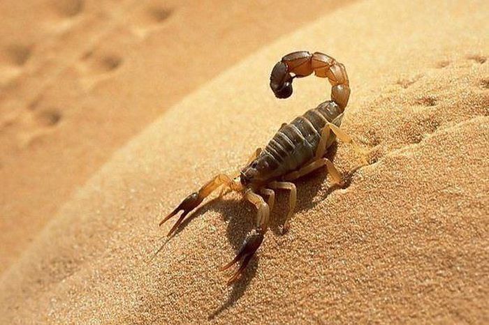 Коротенькие и интересные факты про всё на свете на нашей планете! Очень интересно.