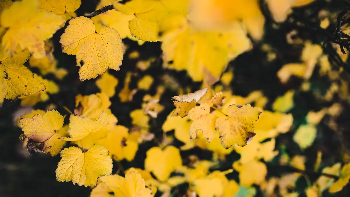 Можно ли в эти выходные, 3 и 4 сентября работать: какие запреты на Светописанного образа Пресвятой Богородицы,