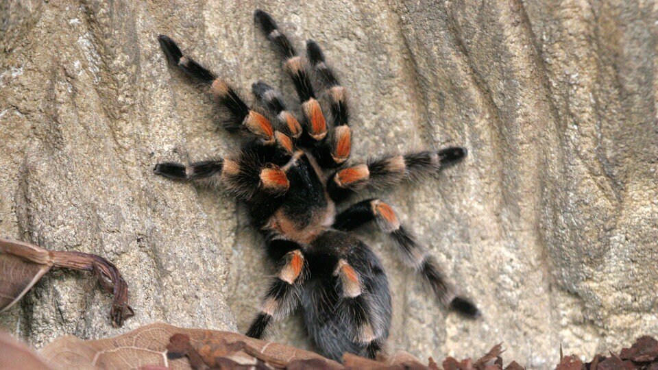 Некоторые люди настолько очарованы пауками, что даже держат их в качестве домашних животных.