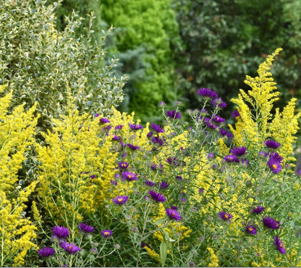 Почему ‘сентябрь - это новый май", когда дело доходит до посадки цветов