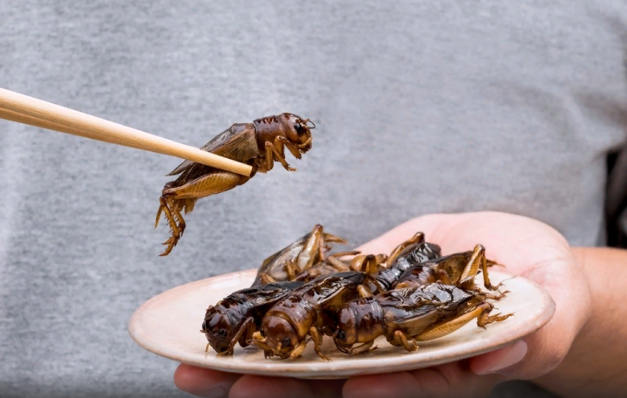 Инсектодиета: литовцев приучают к сушеным кузнечикам