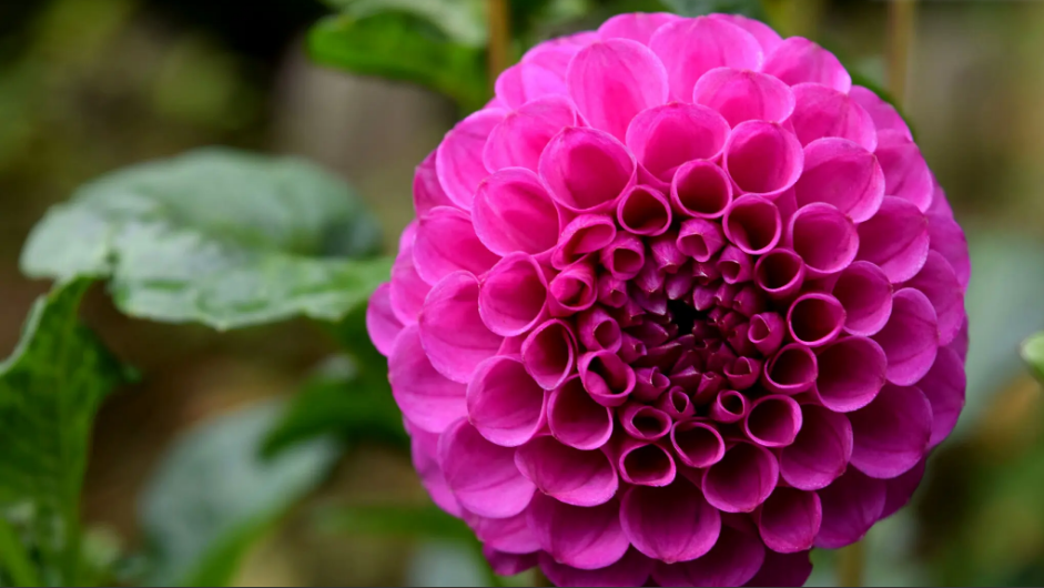 Почему ‘сентябрь - это новый май", когда дело доходит до посадки цветов