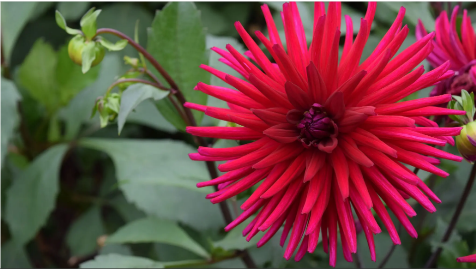 Почему ‘сентябрь - это новый май", когда дело доходит до посадки цветов