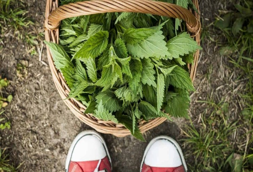 Применение крапивы