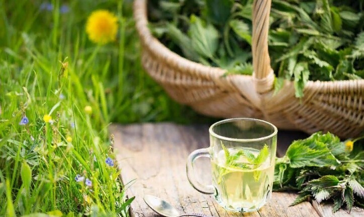 Применение крапивы