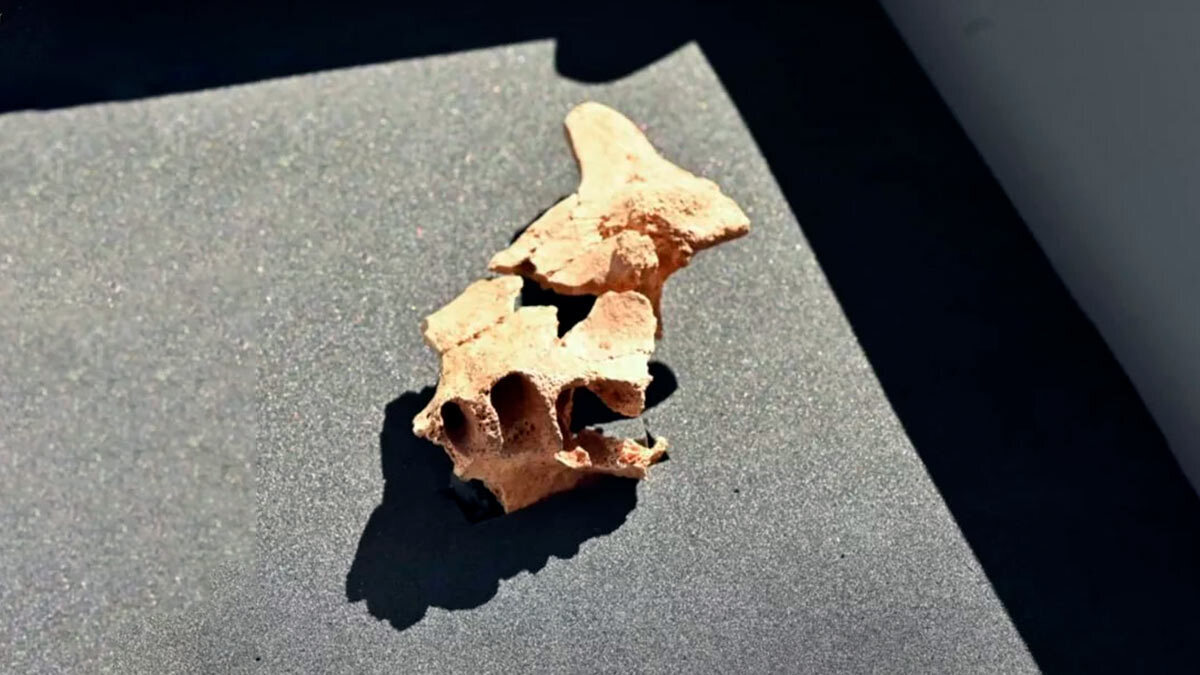 Фрагмент черепа самого древнего жителя Европы обнаружили в Испании