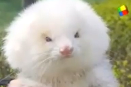 Российские бизнесмены отправили фермерам Казахстана коров-гермафродитов