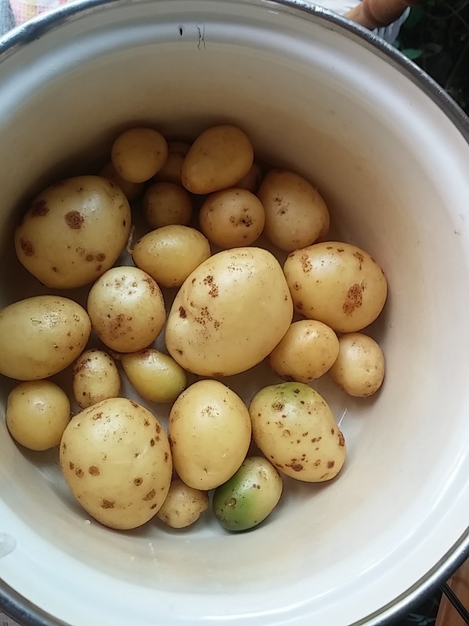 Собираем и храним картофель правильно