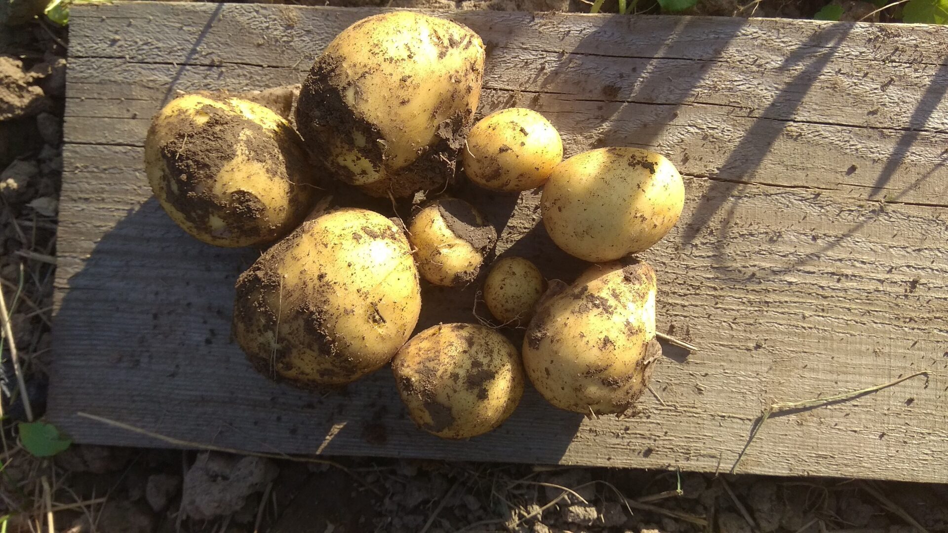 Собираем и храним картофель правильно