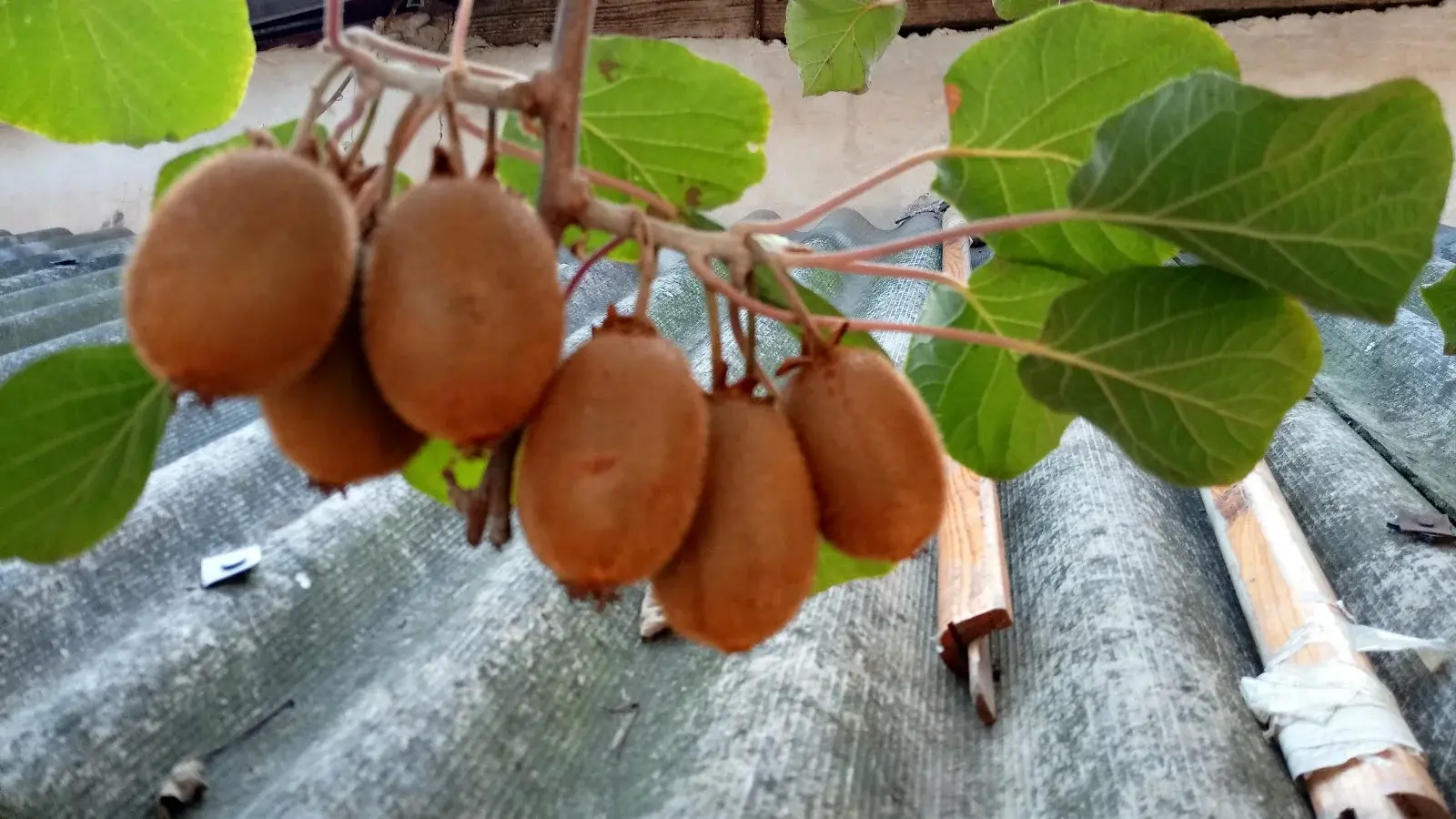 Лайхфак, как ускорить созревание киви, бананов, хурмы, помидоров и других фруктов и овощей