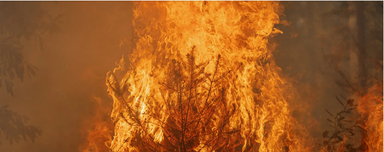 Как спасти лес, сжигая его