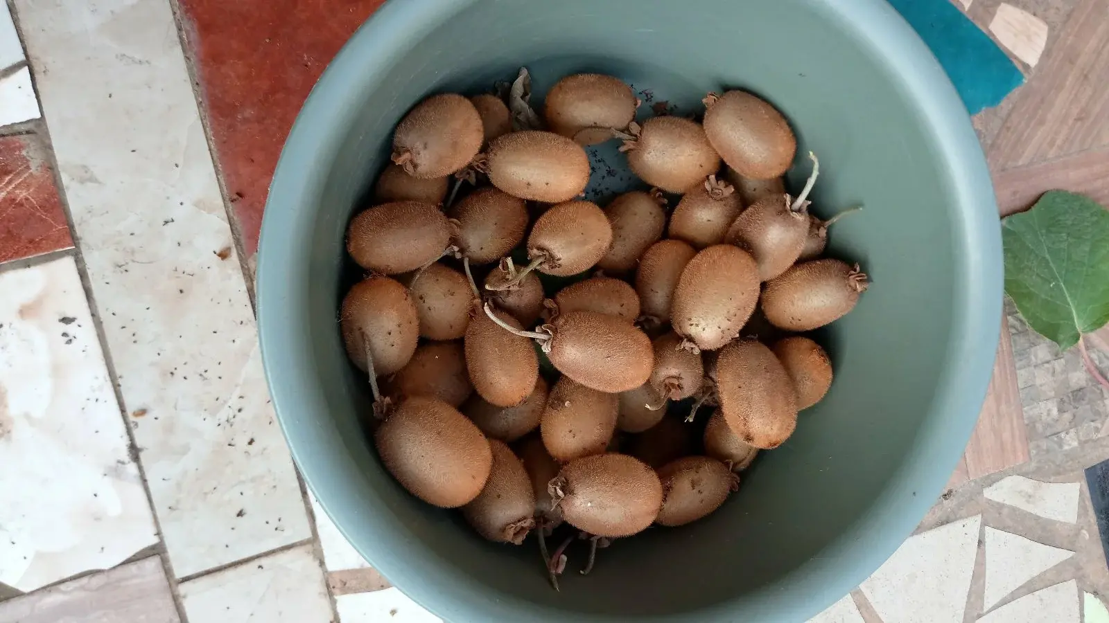 Лайхфак, как ускорить созревание киви, бананов, хурмы, помидоров и других фруктов и овощей