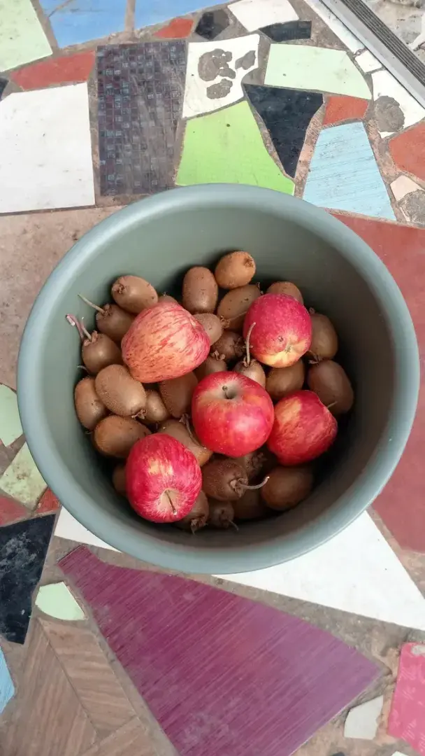 Лайхфак, как ускорить созревание киви, бананов, хурмы, помидоров и других фруктов и овощей