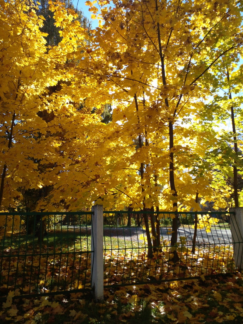 Листья желтые кружатся.