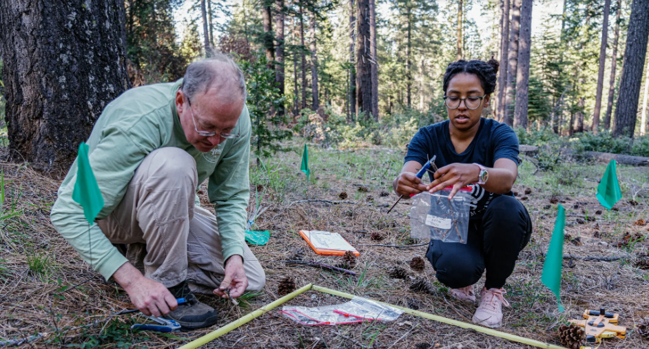 Как спасти лес, сжигая его
