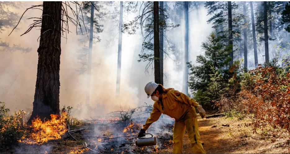 Как спасти лес, сжигая его