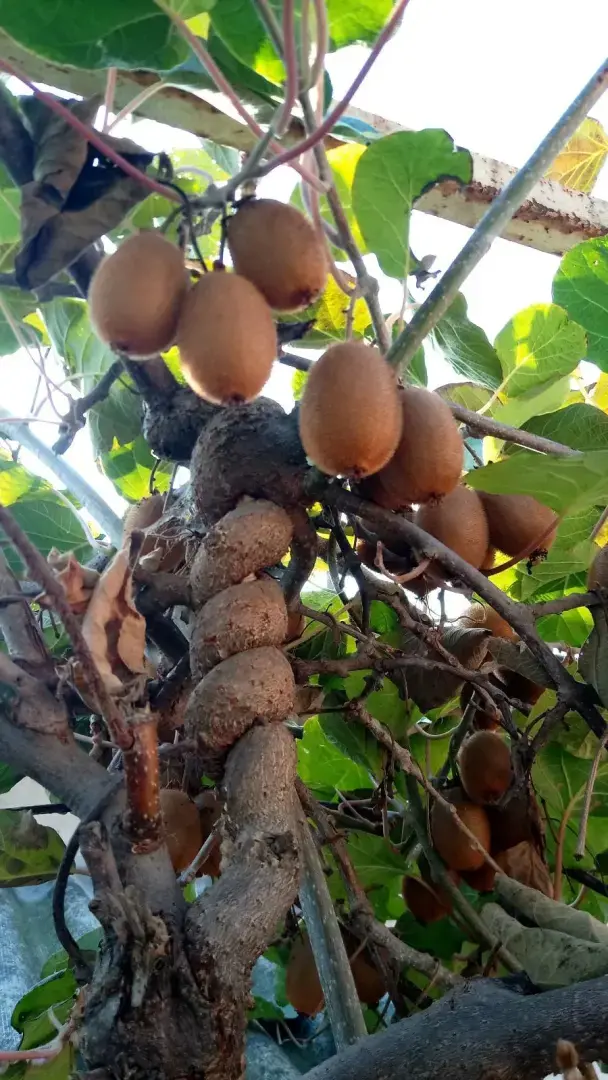 Лайхфак, как ускорить созревание киви, бананов, хурмы, помидоров и других фруктов и овощей