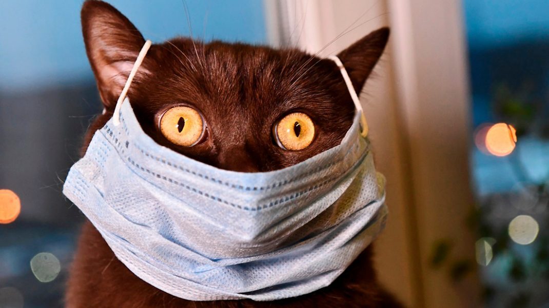 Стекло и пыль, или как Гарпия и хвостатый выходной проводят.