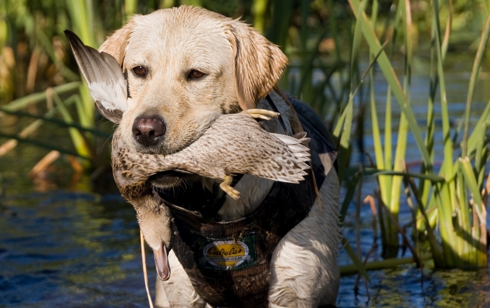 В память о Лорде.