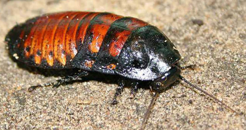 Японцы усовершенствовали тараканов-киборгов