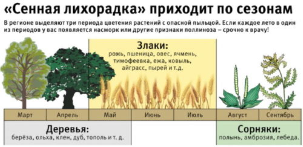 Календарь аллергика: как выжить в сезон аллергии?