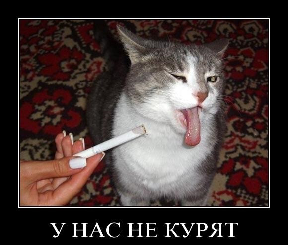 Я бросила курить, и если очень захотеть, это может каждый!