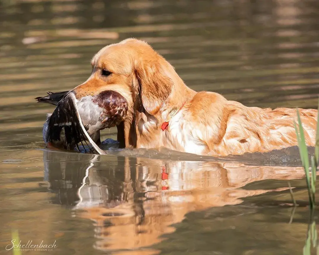 В память о Лорде.