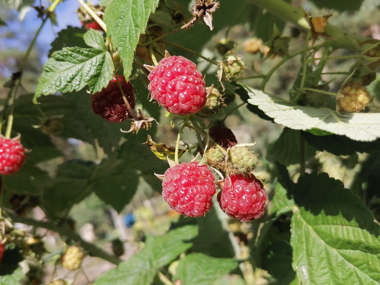 Осень – время для работы, а не для отдыха. Что нужно обязательно успеть сделать осенью?
