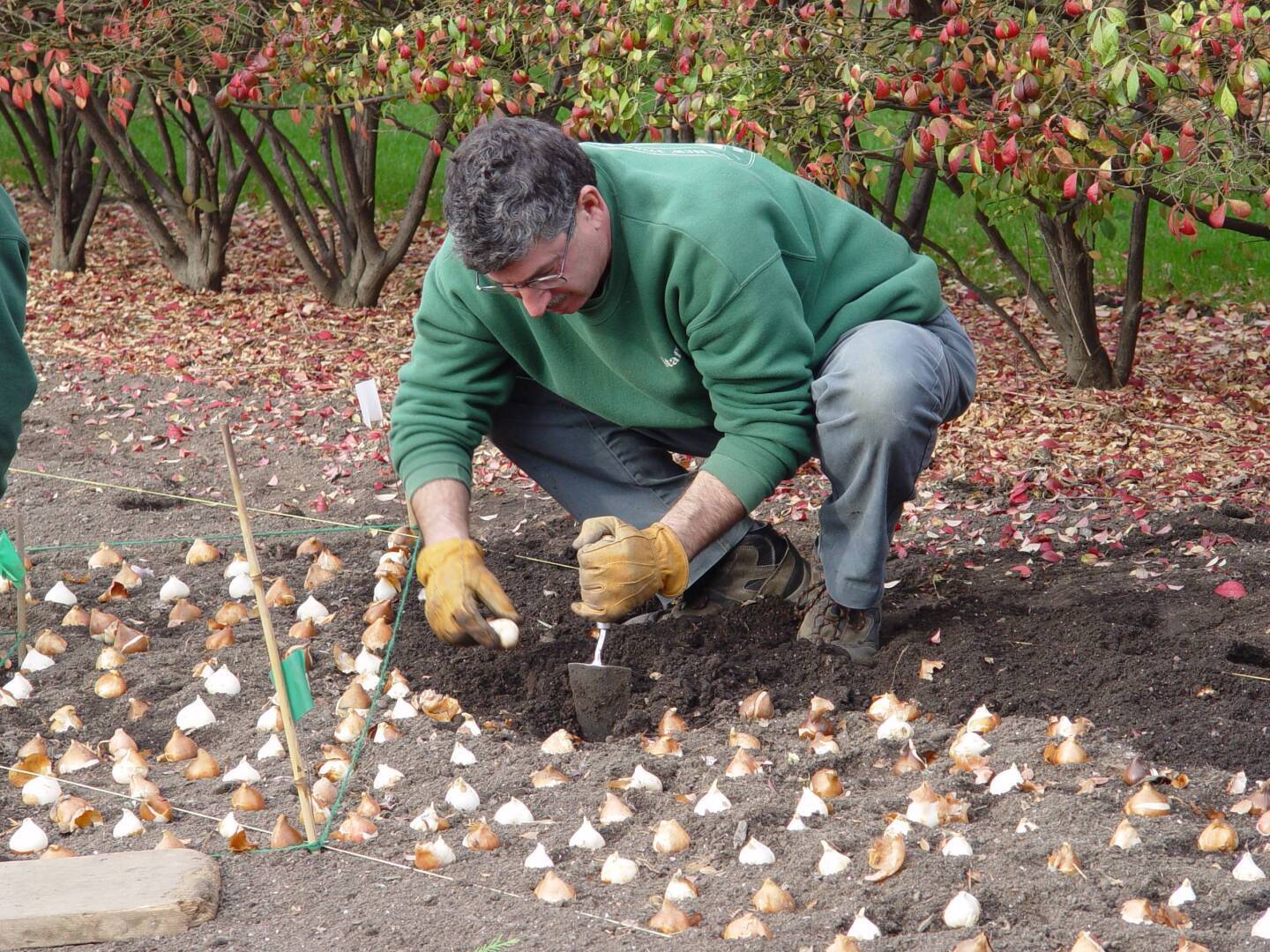 Высаживание луковиц тюльпана