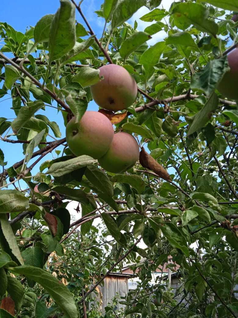 Как заставить яблоню зацвести: делюсь своим опытом.