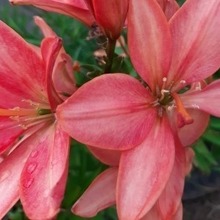 Екатерина, г. Москва