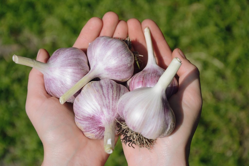 Почему от нас это скрывают?Аллицин - вещество в чесноке,убивающее раковые клетки!