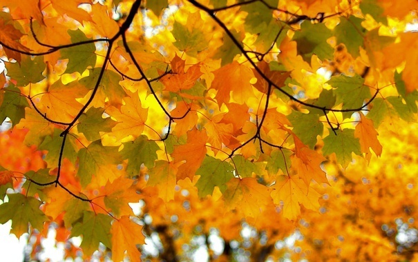 Осень: унылая пора или есть в осени первоначальной короткая, но дивная пора. А Вы любите осень?