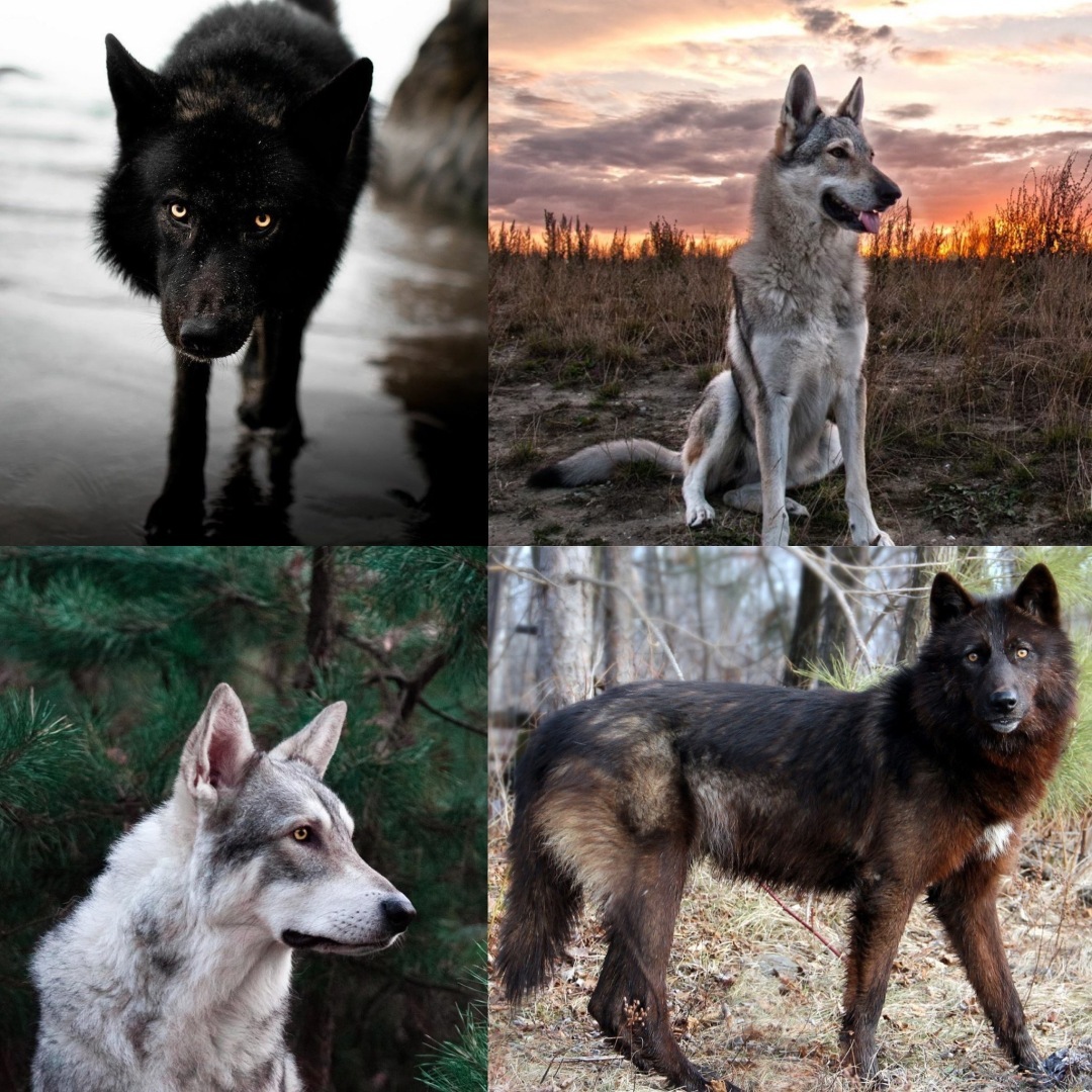 Список особо опасных пород собак в россии 2022