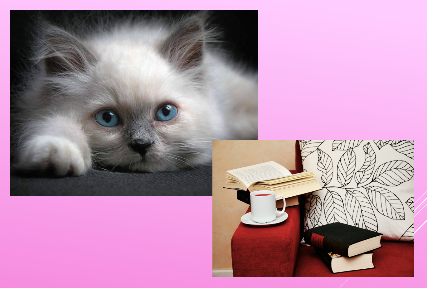 Дождик нашептывает, а котики мурчат: «Пора устраивать спонтанное чаепитие»