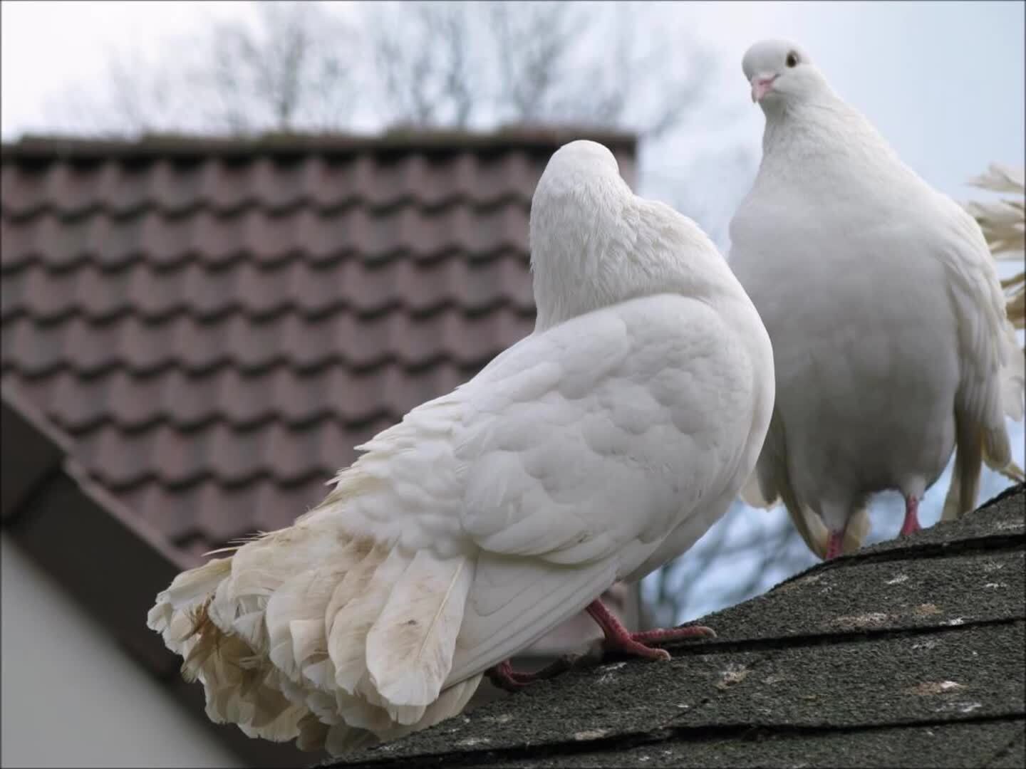 2 голубей. Голуби на крыше. Голуби воркуют. Голуби воркуют на крыше. Белый голубь на крыше.