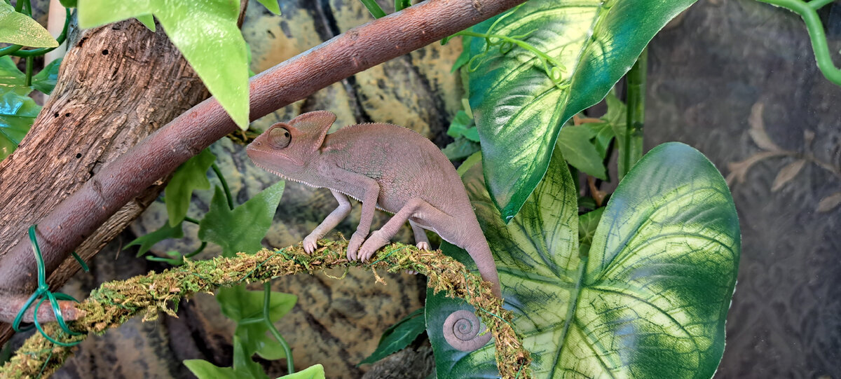 Детеныш йеменского ящера. Первые впечатления