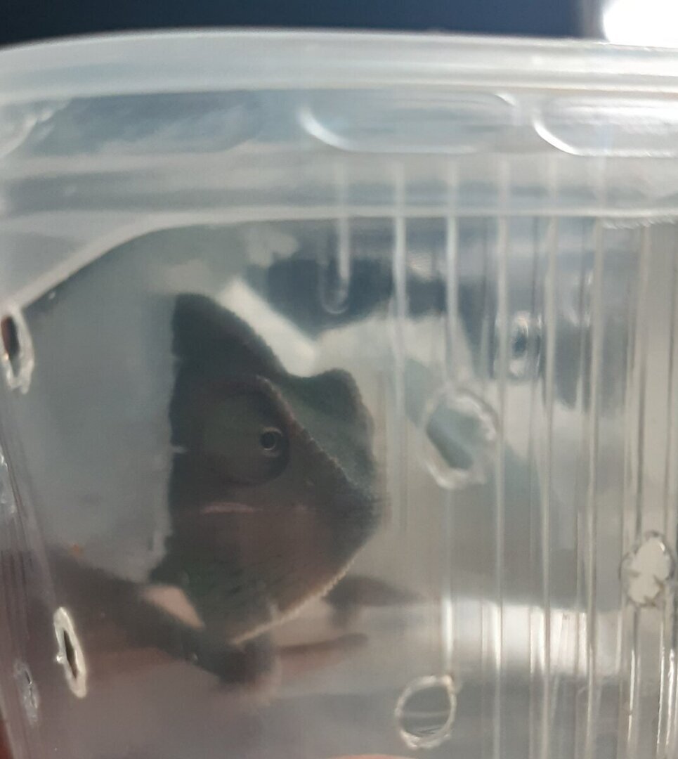 Детеныш йеменского ящера. Первые впечатления