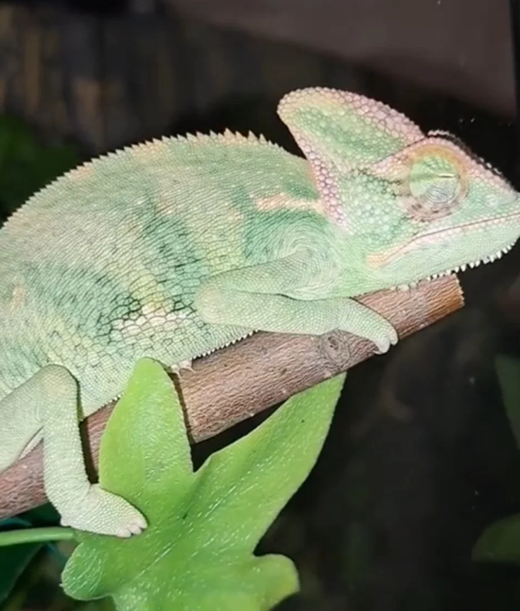 Почему хамелеон изменяет свой окрас? Причины