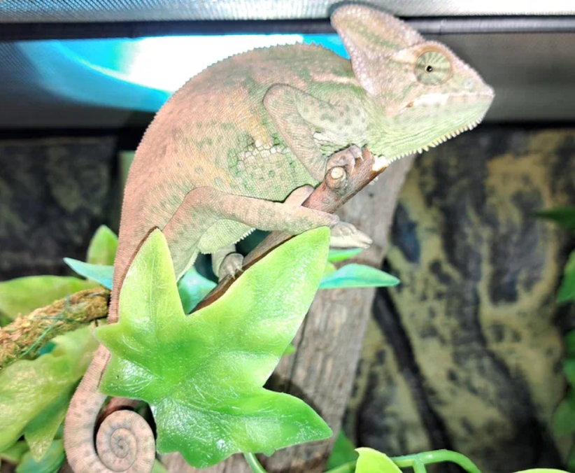 Почему хамелеон изменяет свой окрас? Причины