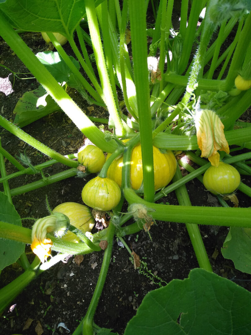 Жизненный путь тыквы