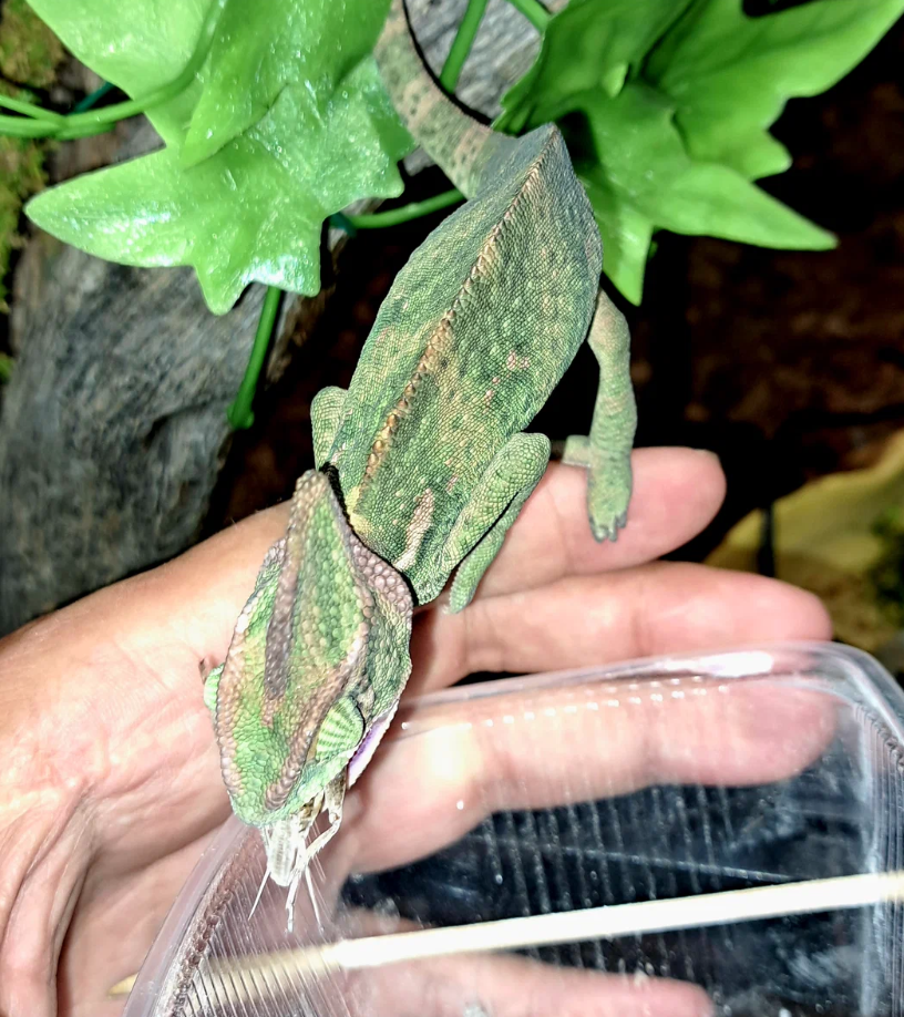 Почему хамелеон изменяет свой окрас? Причины