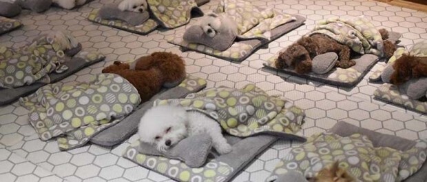 Детский сад для щенка