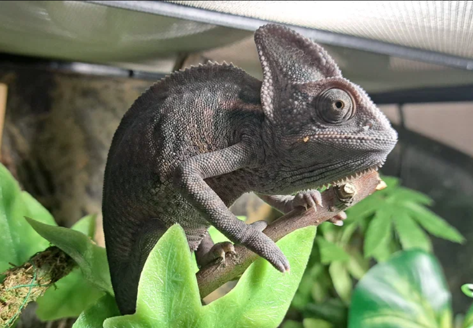 Почему хамелеон изменяет свой окрас? Причины