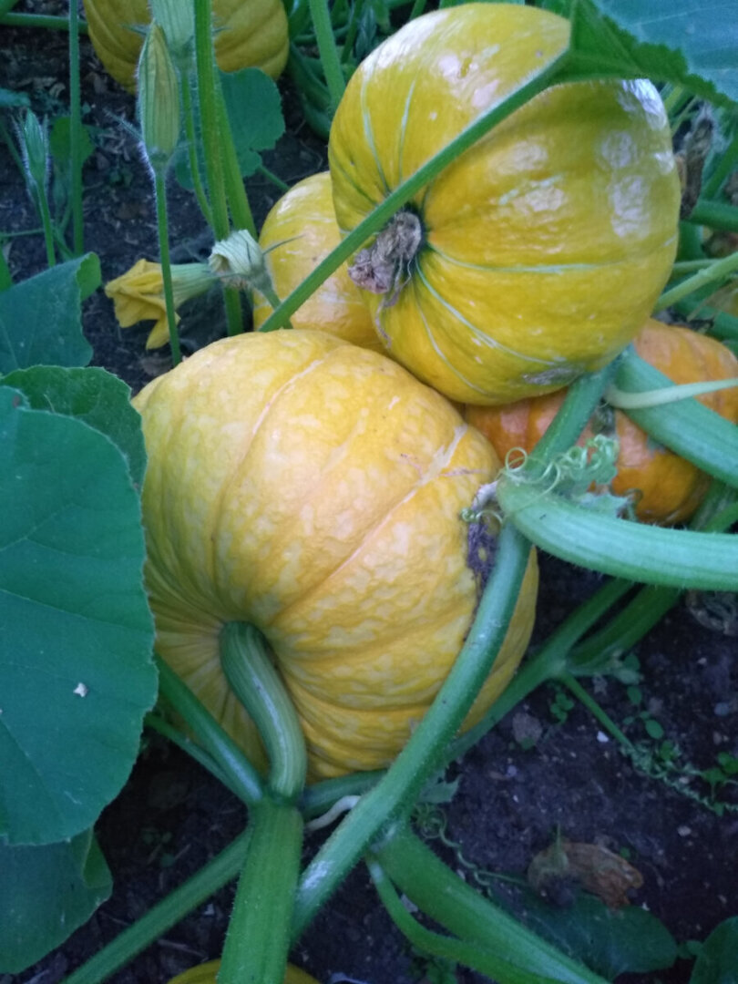 Жизненный путь тыквы