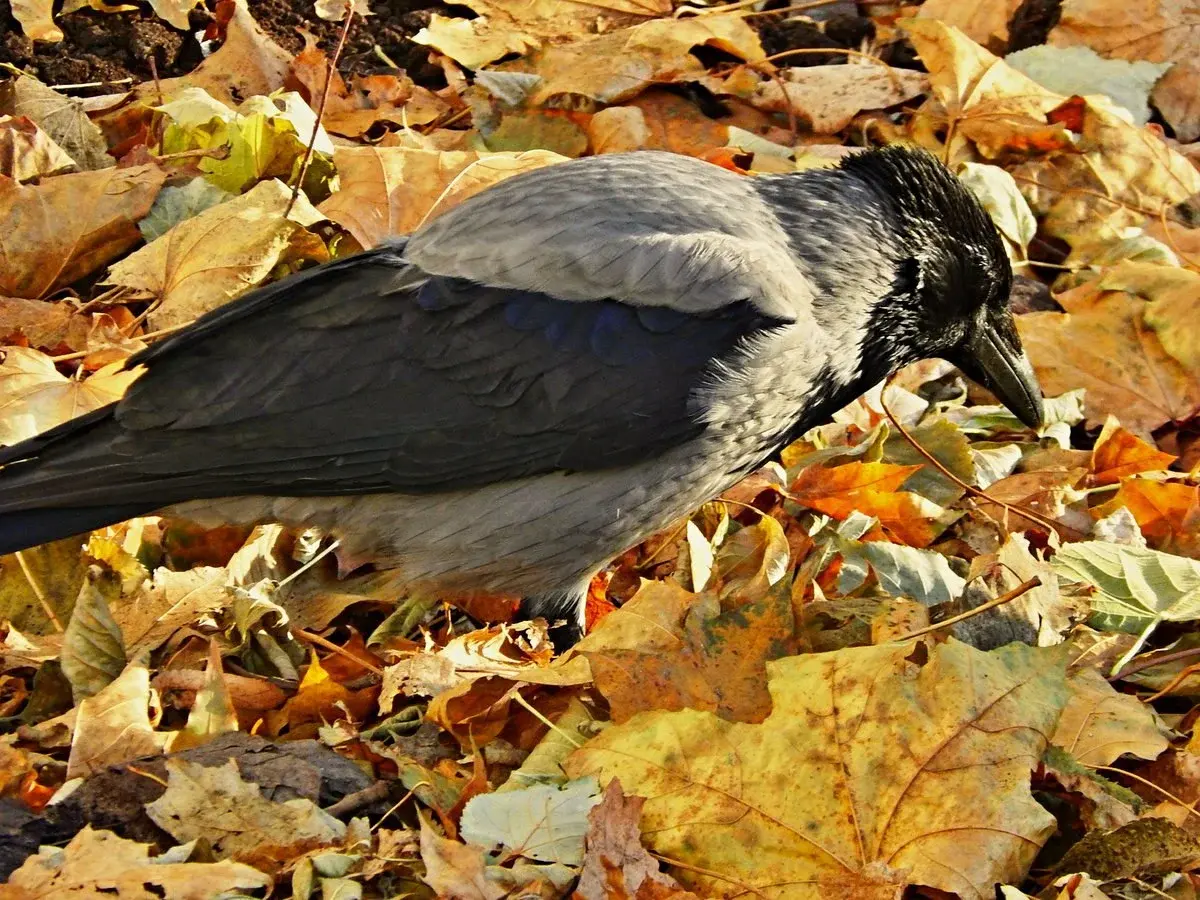 Проверка на совесть