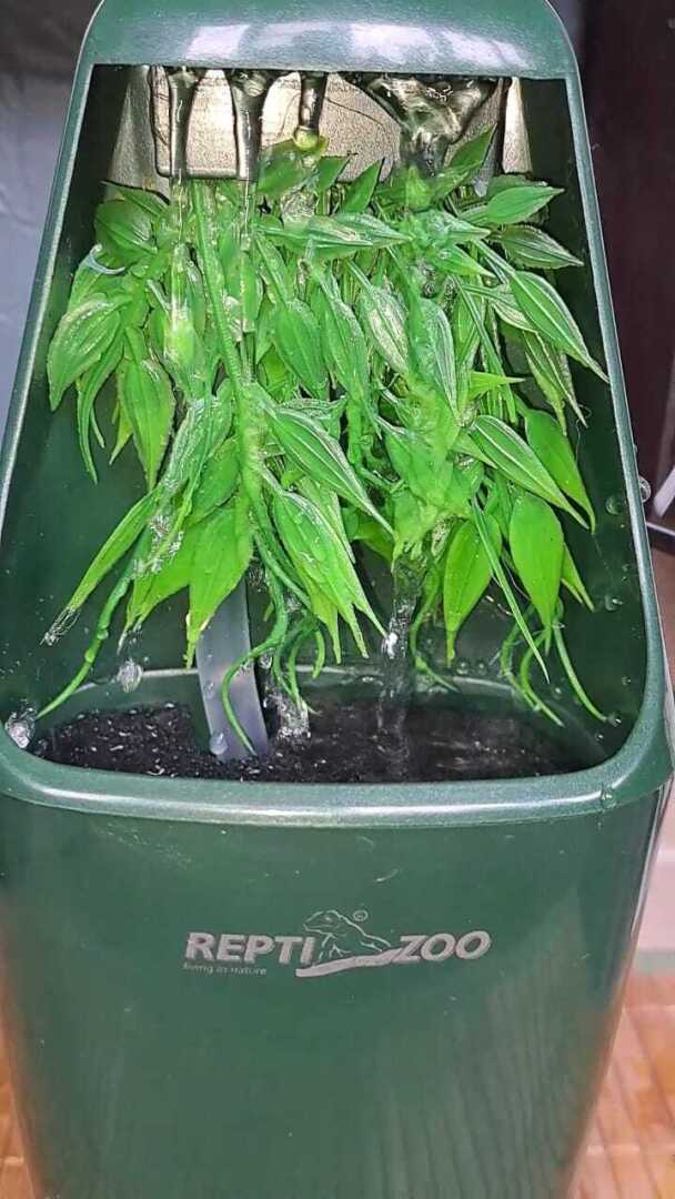 Поилка капельная Repti-zoo. Обзор