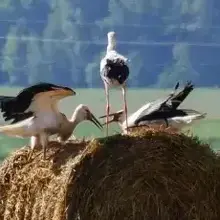 Ελένη, г. Краснодар