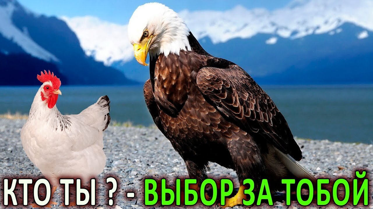 басня крылова орел и. орел и куры. орел и куры. орел и куры. орел и куры.