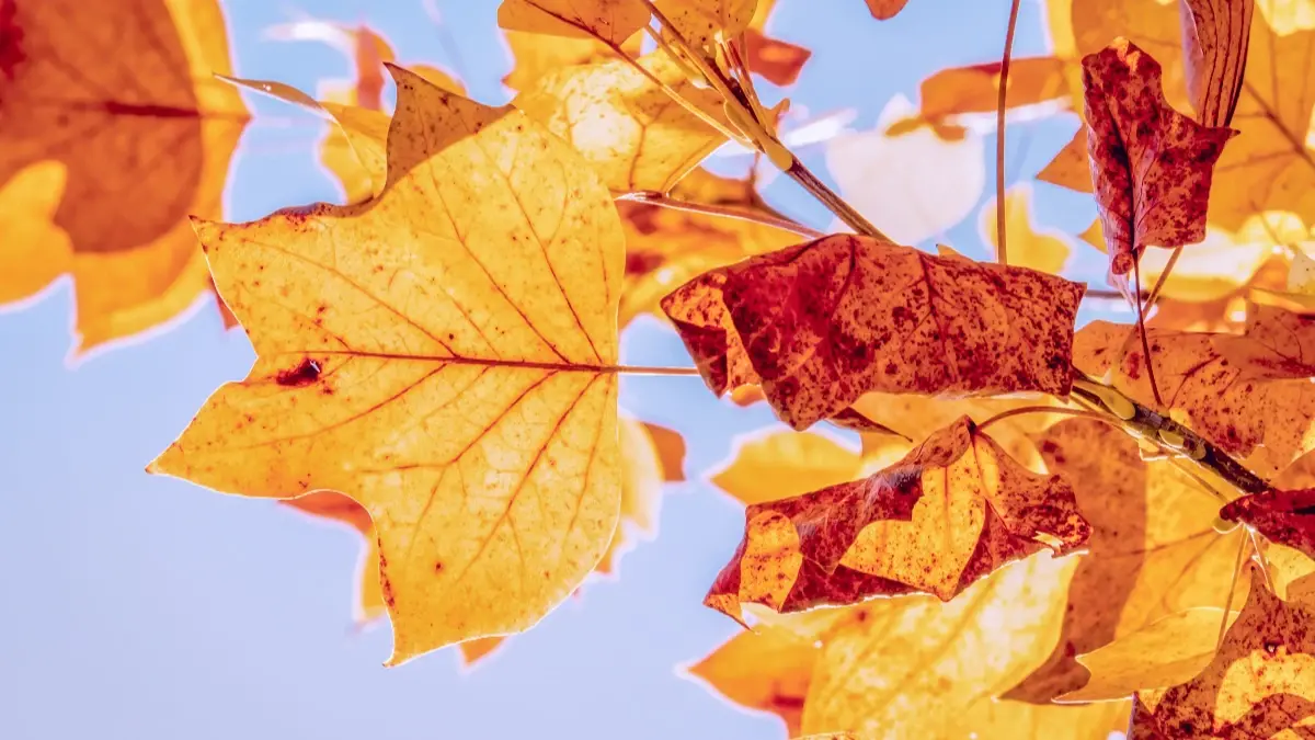 Можно ли в эти выходные 1 и 2 октября, убираться, заниматься тяжелой работой, посещать кладбище: какие запреты на праздник 2022